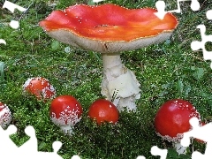 Moss, mushrooms, toadstools