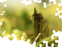 Moss, Leaf, tulips