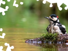 snag, Moss, woodpecker, water, Bird