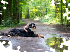 Way, forest, Bernese Mountain Dog, Kid, dog