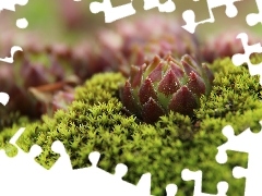 lichens, The herb, Mountain