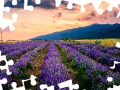 trees, lavender, clouds, Mountains, Field, viewes, Sunrise