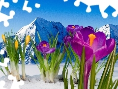 crocuses, Mountains