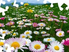 Mountains, Meadow, daisies