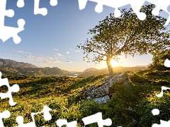 Mountains, Killarney National Park, grass, Sunrise, Ireland, trees, Stones