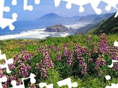 Mountains, sea, lupine