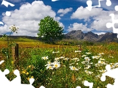 Meadow, Mountains