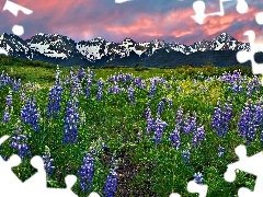 Meadow, lupine, Mountains, Flowers