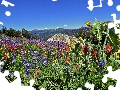 Mountains, Meadow, California, Flowers, Sierra Nevada