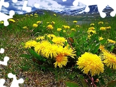 Mountains, Meadow, puffball