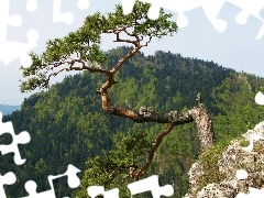 Pieniny, Sokolica, Rocks, Mountains, pine