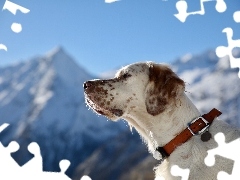 English Setter, dog-collar, Mountains, Head