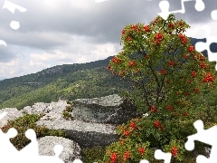 Mountains, Plant