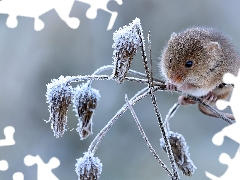 mouse, frosty, Plants