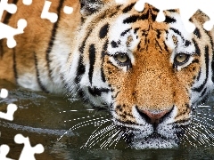 tiger, moustache