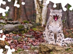 snow leopard, autumn, mouth