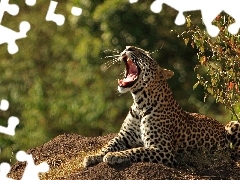 mouth, Leopards, open