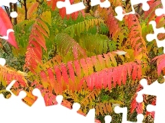 Leaf, Acetic Sumac, Multicoloured