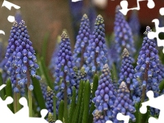 Muscari