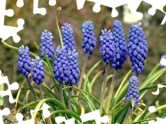 Muscari