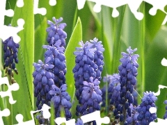 Muscari