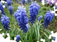 Muscari