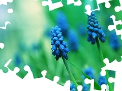 Muscari, Flowers, bells