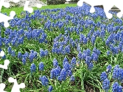 Muscari botryoides