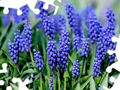 Muscari, Blue, Flowers