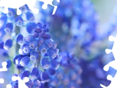 Muscari, Blue, Flowers