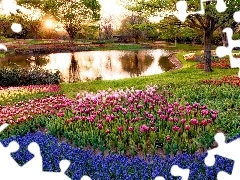 Park, Tulips, Muscari, brook