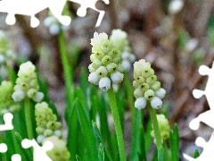 White, Muscari