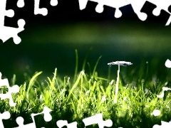 grass, mushroom