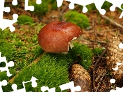mushroom, cones, Moss
