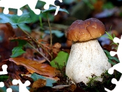 Mushrooms, Real mushroom