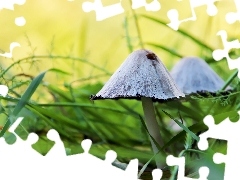 grass, Two cars, mushroom