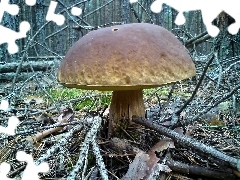 Mushrooms, Real mushroom, Tucholskie, forest, forests