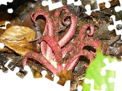 Mushrooms, Leaf, odd