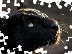 black, mouth, mustache, Panther