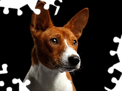 muzzle, dog, Basenji