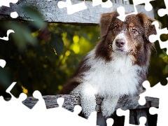 dog, Australian Shepherd, muzzle, White-brown