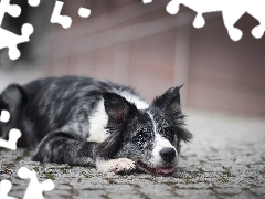 dog, muzzle, causeway, Border Collie