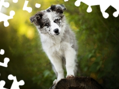 dog, Border Collie, muzzle, Puppy