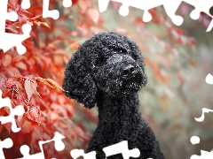 muzzle, Leaf, Black, poodle, dog