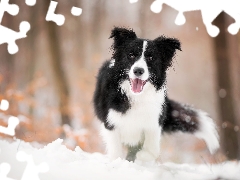 dog, muzzle, snow, Border Collie