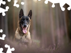 tongue, Belgian Shepherd Malinois, fuzzy, muzzle, dog, heathers, background