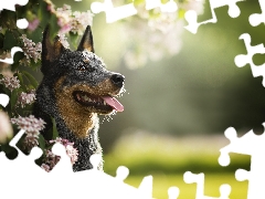 Twigs, Flowers, Australian cattle dog, muzzle, dog