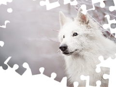 Twigs, snow, White Swiss Shepherd, muzzle, dog