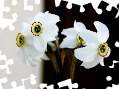 narcissus