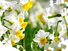 beatyfull, narcissus